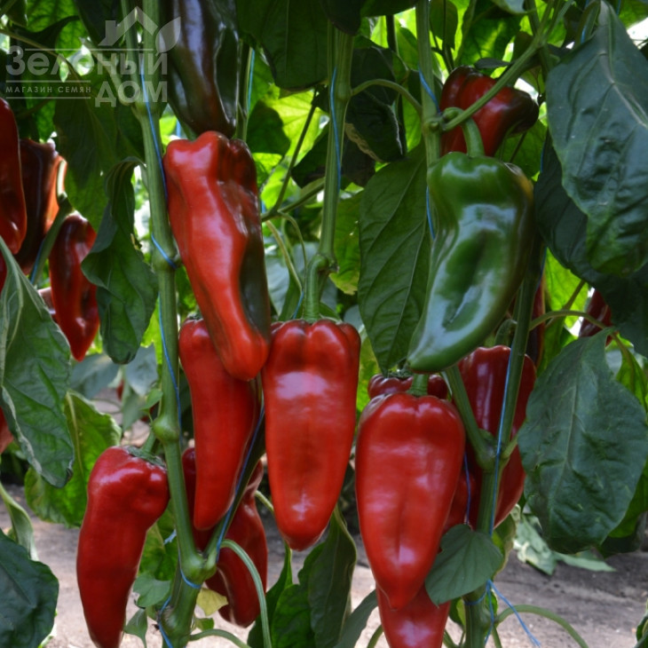 Каптур F1 / Kaptur F1,70-75 днів фото 4