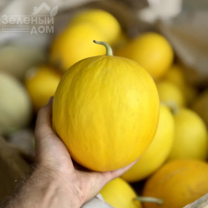 Сан Канарія F1 / San Kanariya F1, 55-60 днів фото 1