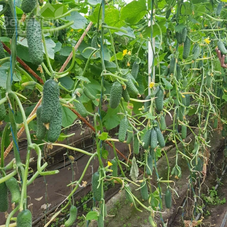 Мадрилен F1 / Madrilene F1, 40–42 дня фото 1