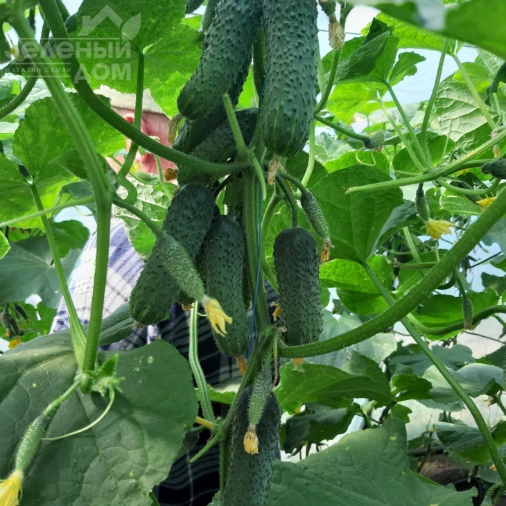 Коломбо F1 (ГБ 08) / Colombo F1 (GВ 08), 35-45 дней фото 4