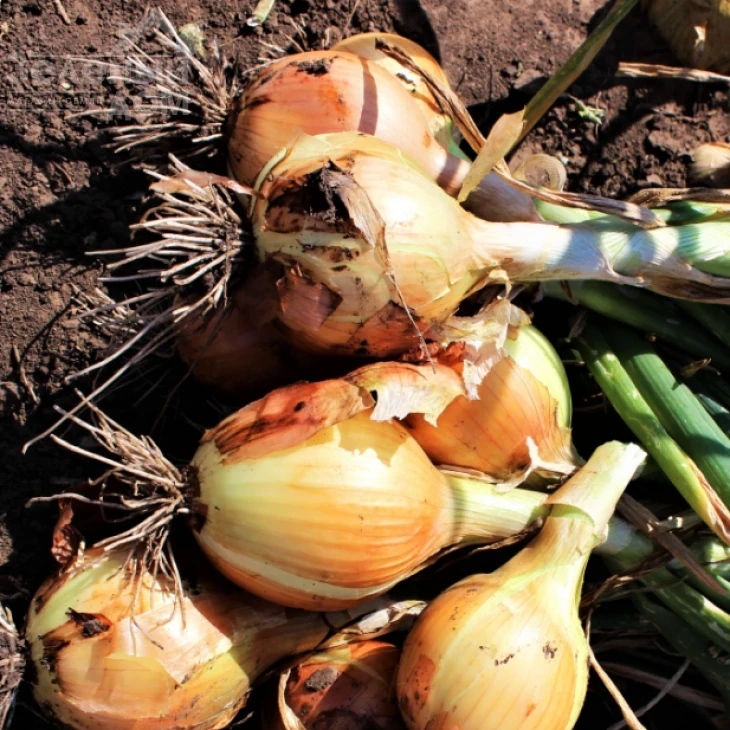 Братко F1 / Bratko F1,115-120 дней фото 2