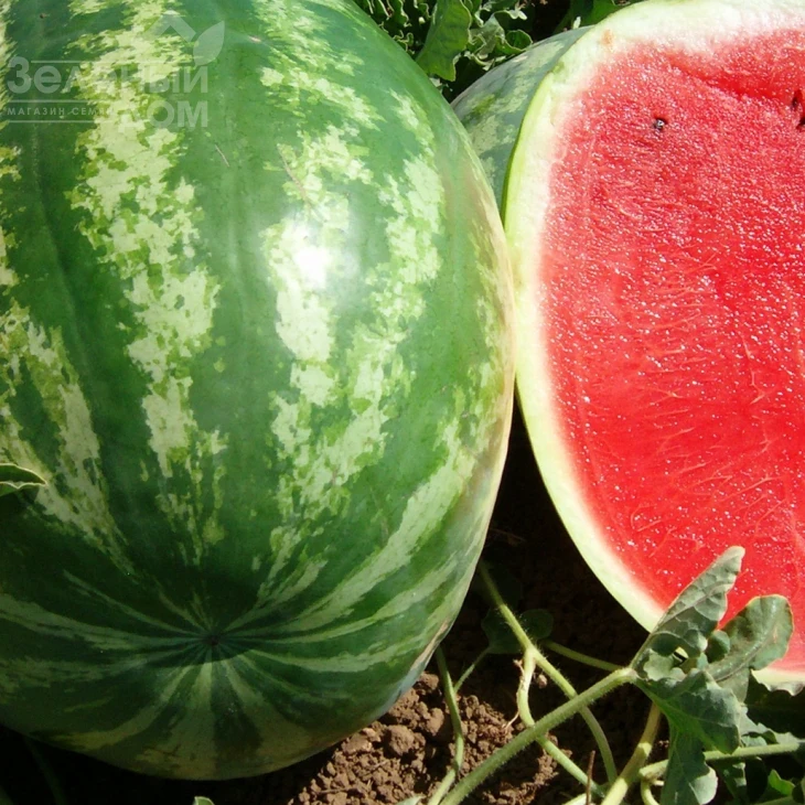 Ау Продюсер / AU Producer, 70-75 дней фото 2