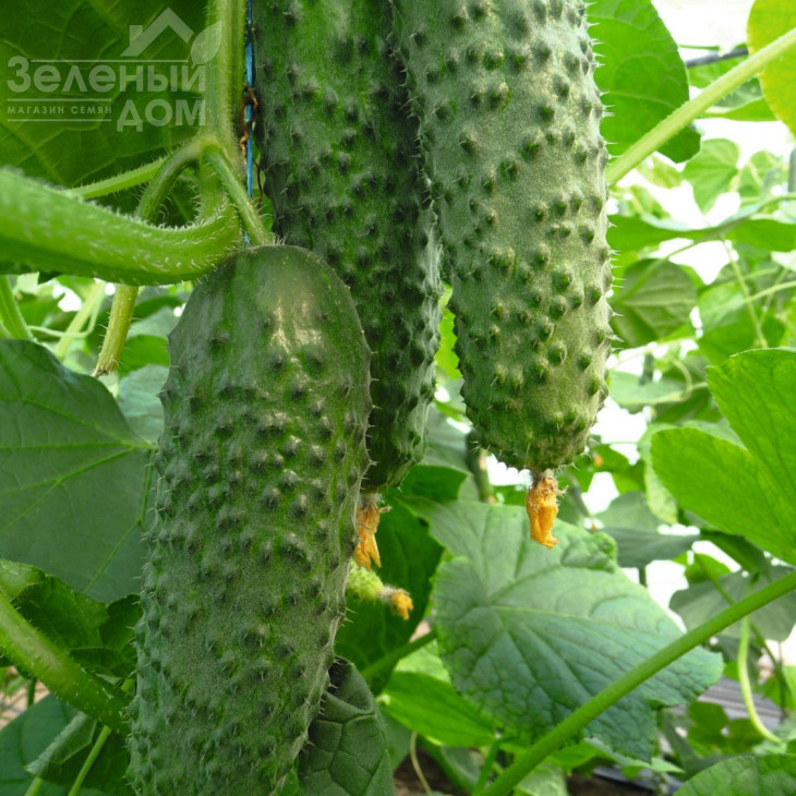 Артіст F1 / Artist F1,40-45 днів фото 1