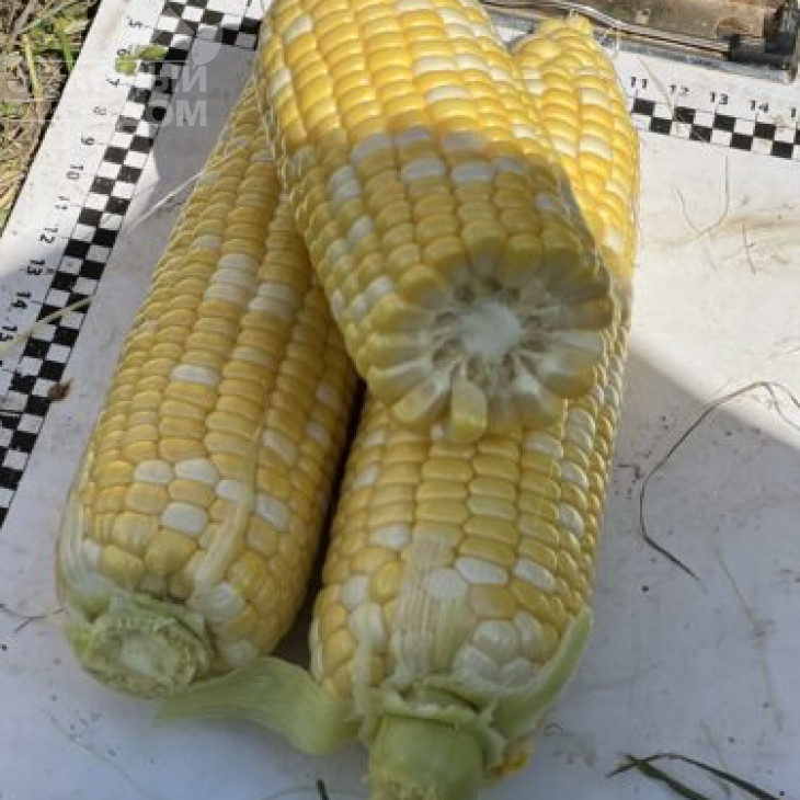 Обедієнт F1 / Obediyent F1 фото 4