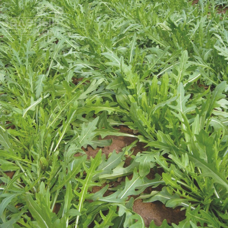 Тріція / Tritsiya,30-40 днів фото 1