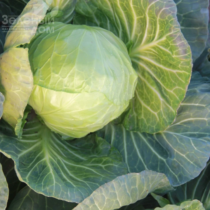 Соларис F1 / Solaris F1, 55-60 дней фото 1