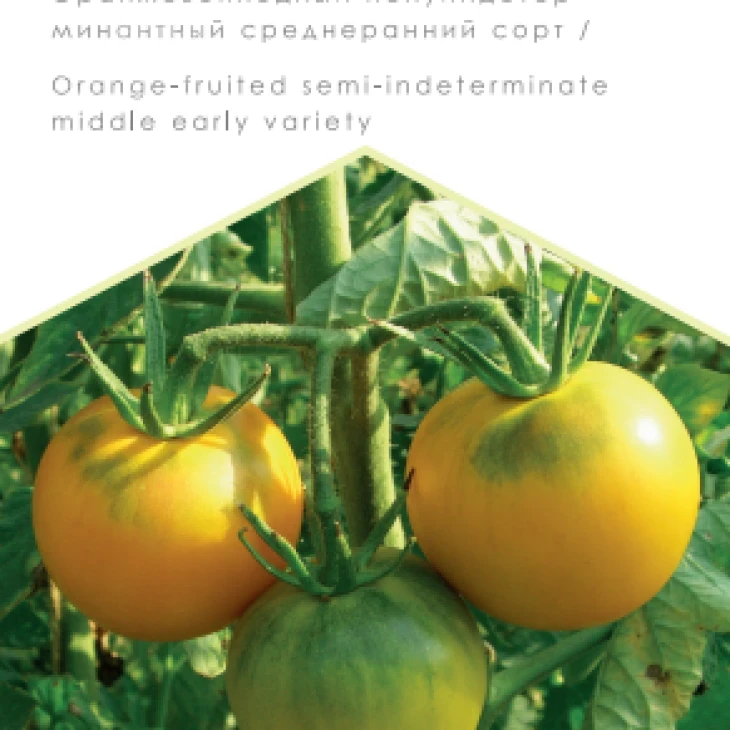 Апельсин / Apel'sin, 105-110 дней фото 1