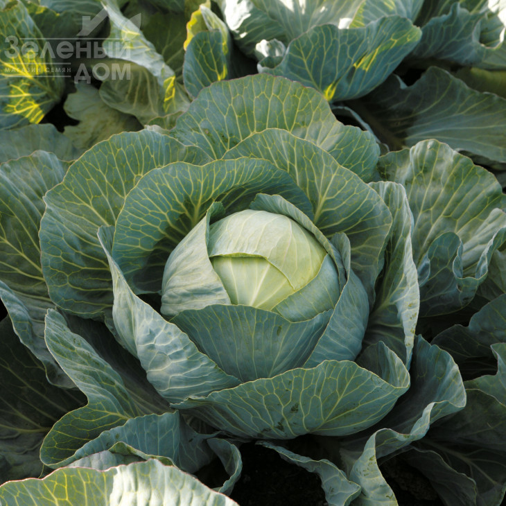 Еластор F1 / Elastor F1,115-125 днів фото 2