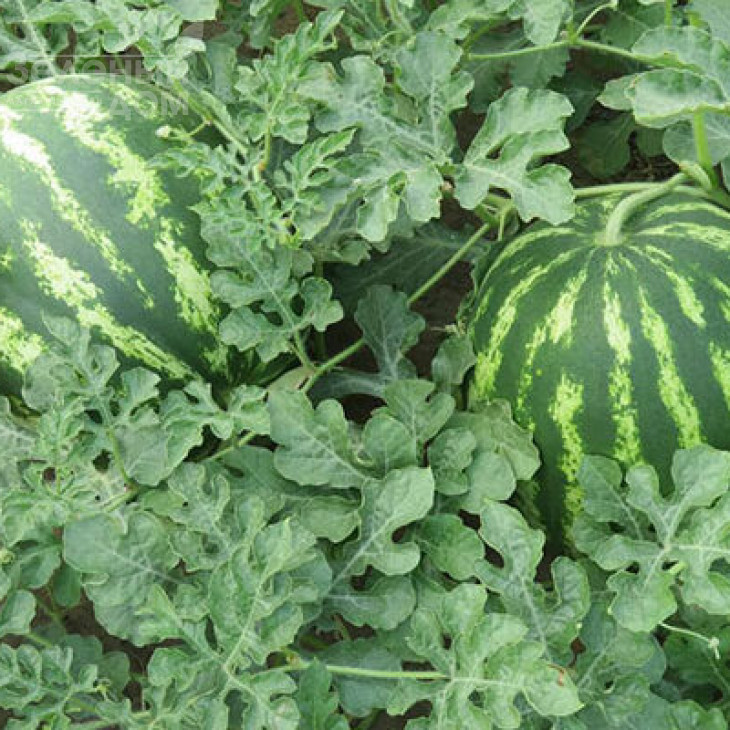 Авалон F1 / Avalon F1,62-65 днів фото 1