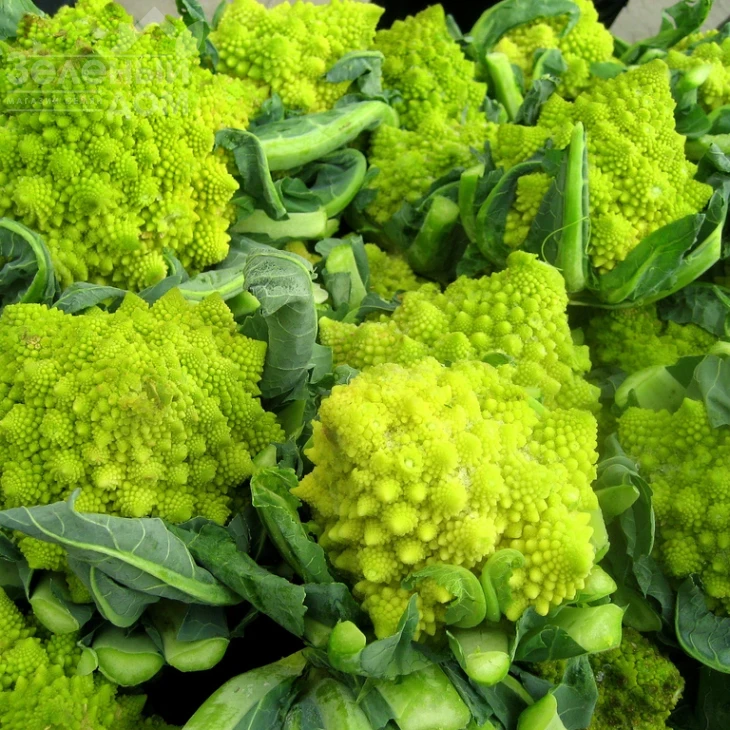 Джитано F1 / Gitano F1,90-95 дней фото 1