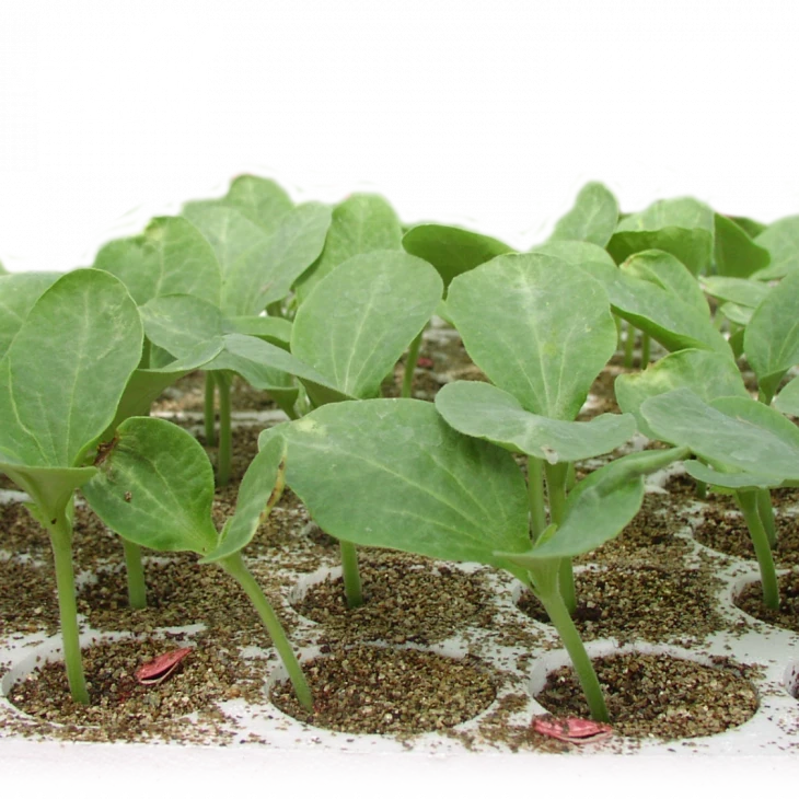 Титан F1 / Titan F1,50-55 дней фото 1