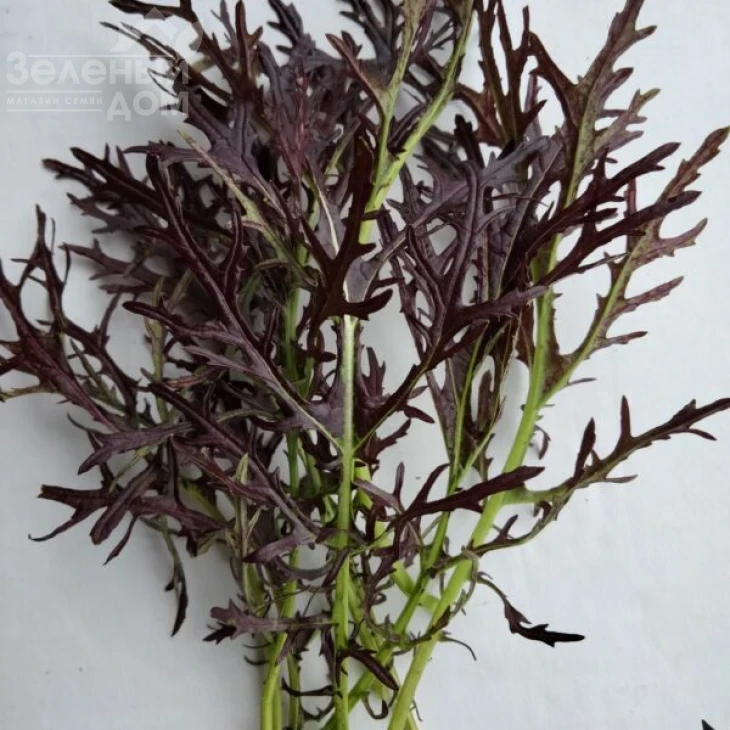 Мизуна красная / Mizuno red фото 2