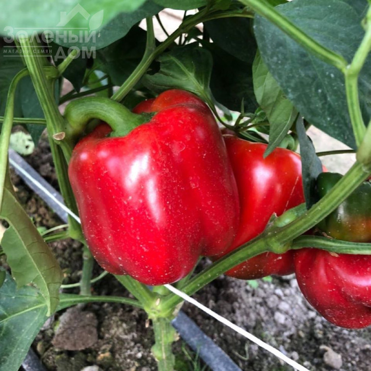 Том F1 / Tom F1,60 днів фото 1