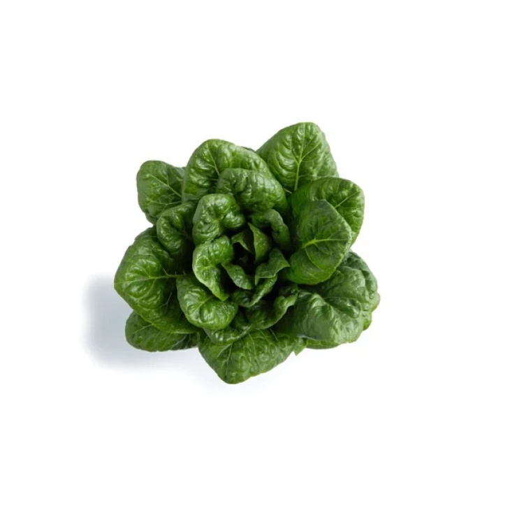 Одона / Odona фото 1