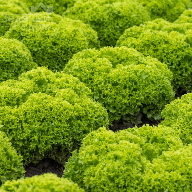 Лімасол / Limassol фото 1