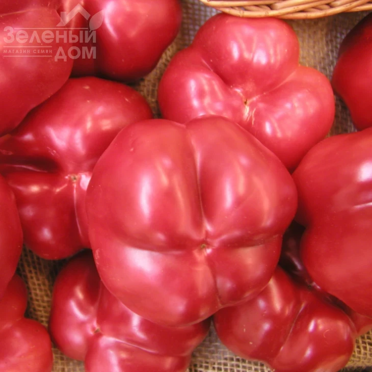 Тамина F1 / Tamina F1,60-70 дней фото 1