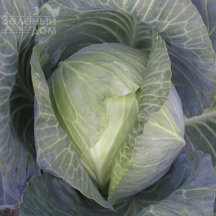 Колія F1 / Kolia F1,115-120 днів фото 1