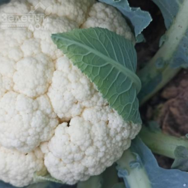 Макалу F1 / Macalu F1, 100-110 днів фото 1