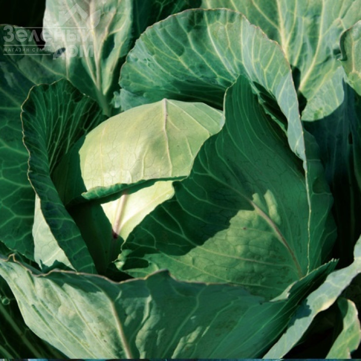 Кататор F1 / Katator F1,80-85 днів фото 3