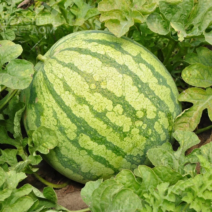 Ортал F1 / Ortal F1,70-75 дней фото 1