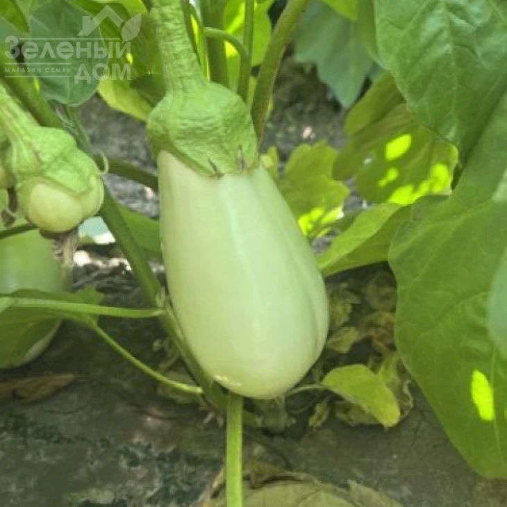 Миракл F1 / Miracle F1 фото 2