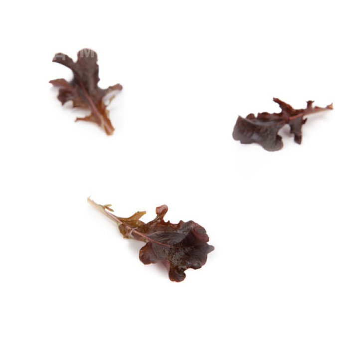 Кентрел / Cantrell фото 1