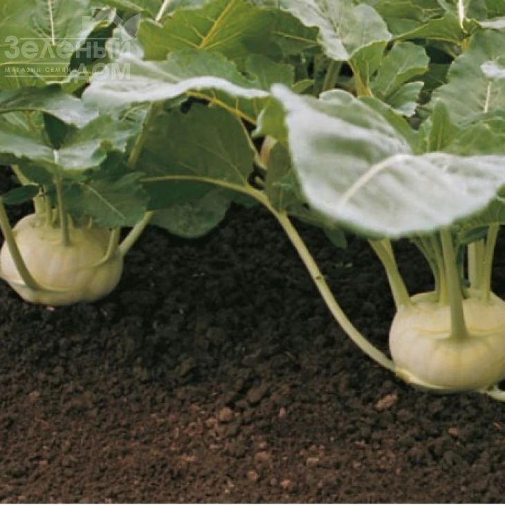 Дворана / Dvorana,40-50 дней фото 2