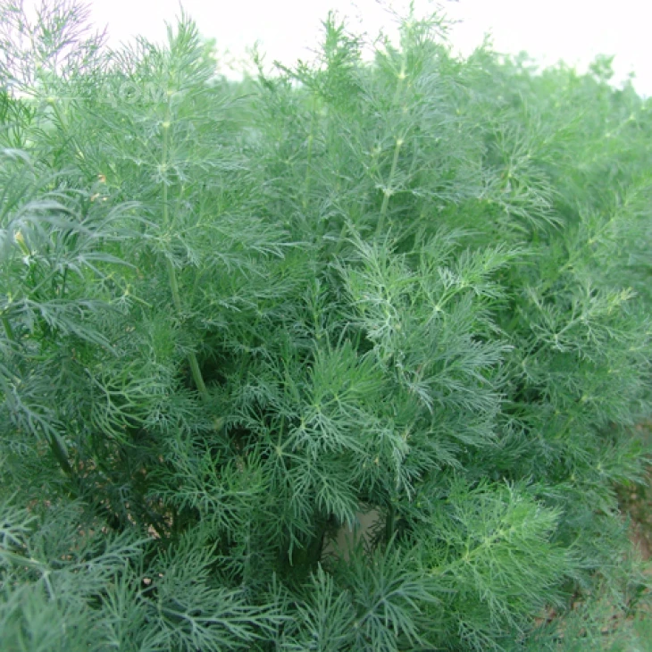 Мораван / Moravan фото 1