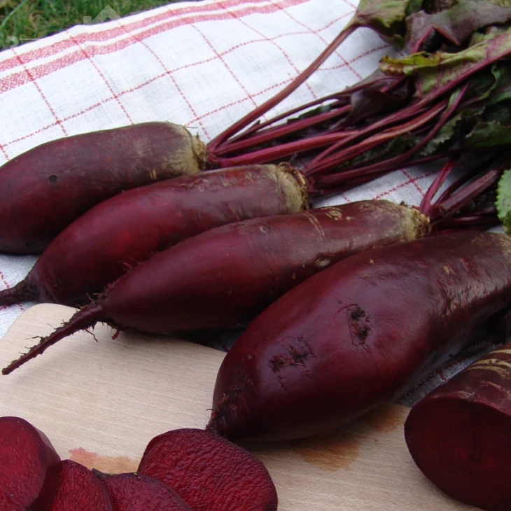 Ренова / Renova,125-130 дней фото 1