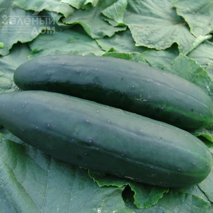 Обеликс F1 / Obeliks F1,45-48 дней фото 1