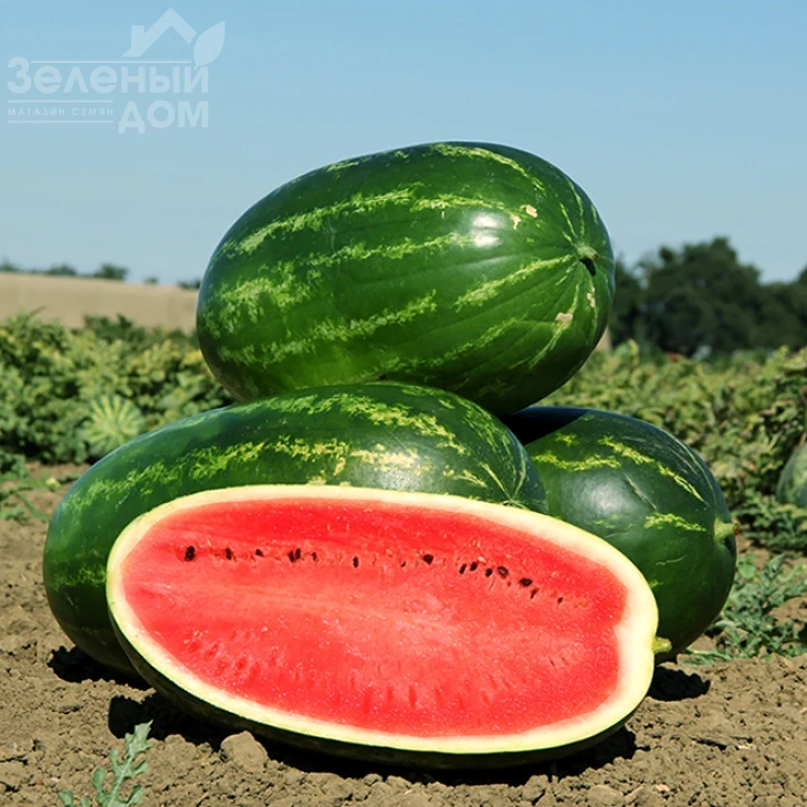 Мелина F1 / Melina F1,60 дней фото 1