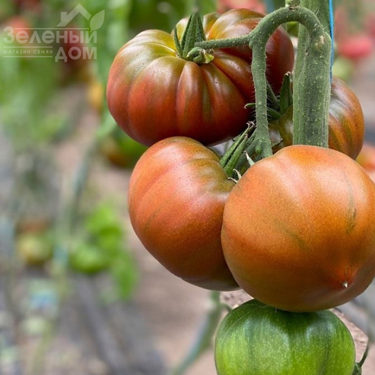 Браун Кой F1 / Brown Coy F1,105-115 днів фото 2