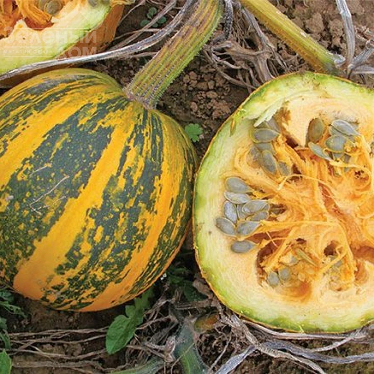 Эсо / Eso,110-120 дней фото 1