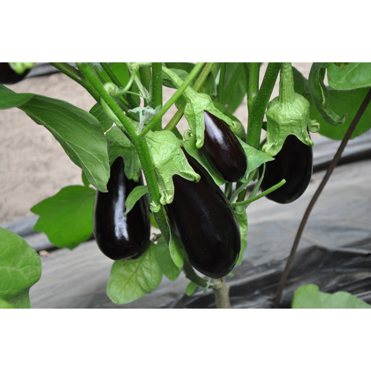 Вернал F1 / Vernal F1,90-100 днів фото 2