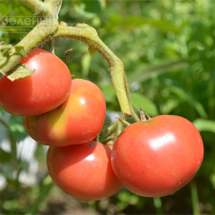 Торбей F1 / Torbay F1,70-75 дней фото 3