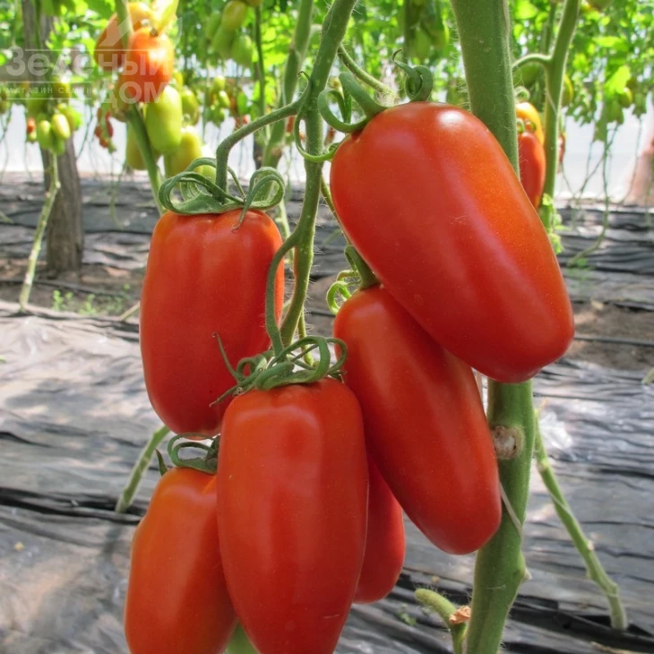 Поззано F1 / Pozzano F1,105-115 дней фото 1