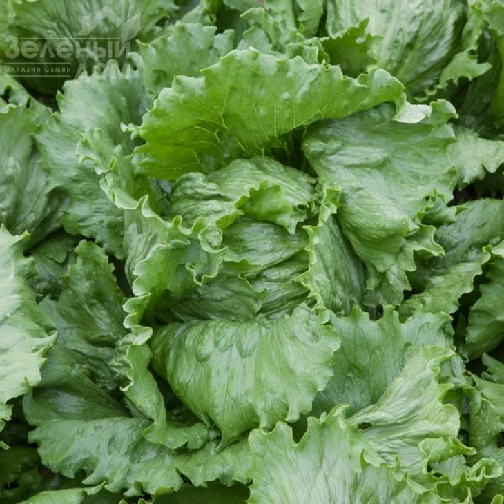 Ясперинас / Jasperinas фото 1