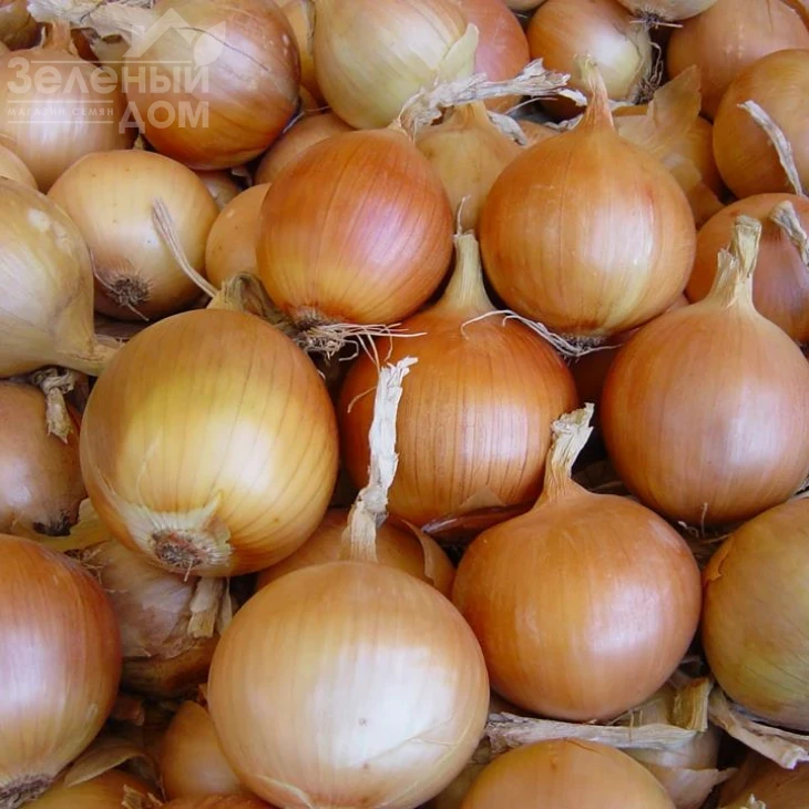 Фронтино F1 / Frontino F1 фото 1