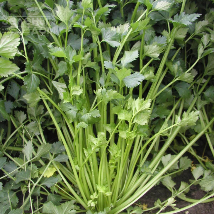 Емні / Jemny,70-80 днів фото 1