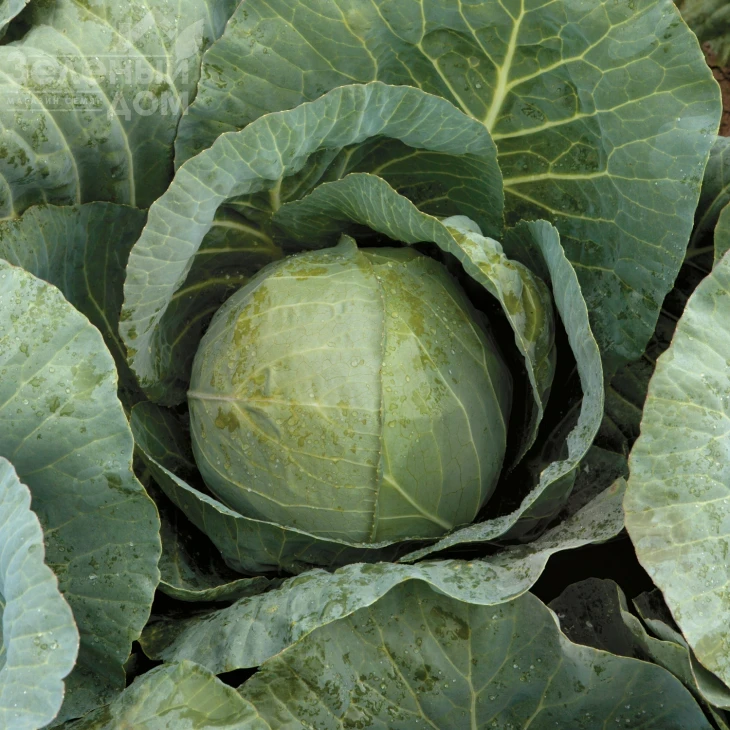 Рингтон F1 / Rington F1,80-85 дней фото 1