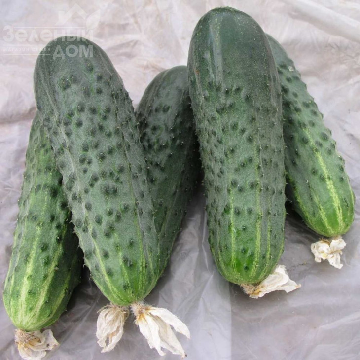 Афіна F1 / Afina F1,38-40 днів фото 2