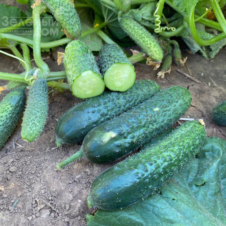 Рубінштейн F1 / Rubinstein F1 фото 3