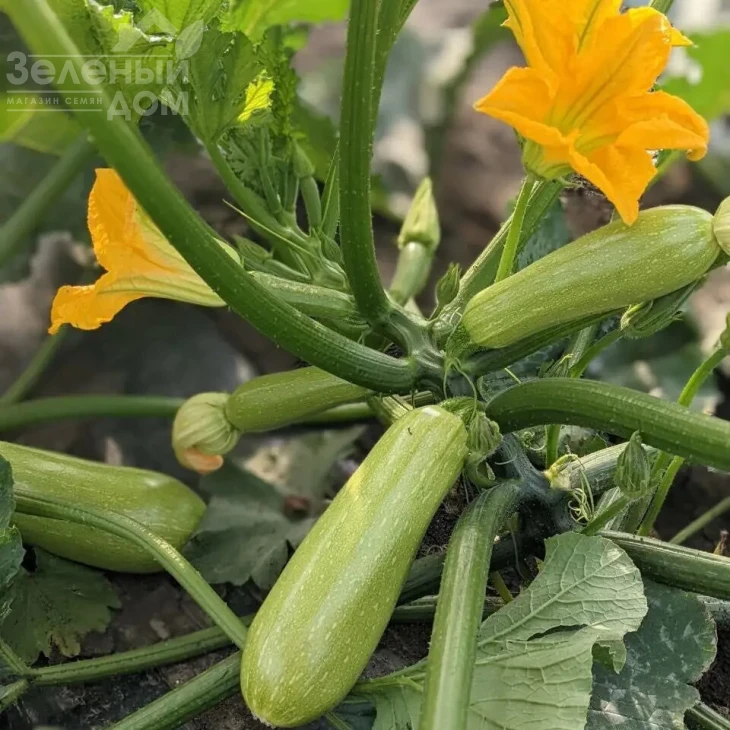 Каба F1 / Kaba F1, 38-41 день фото 1