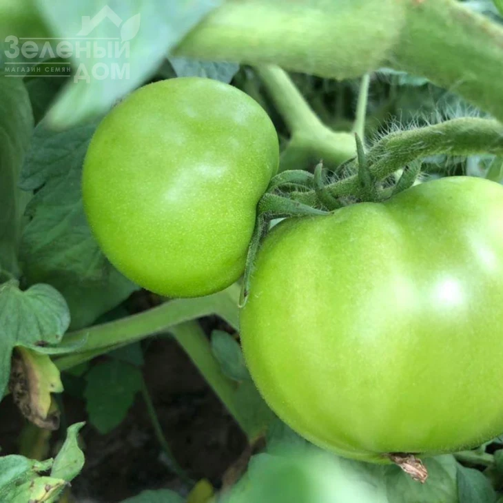 Арнольд (INX 1577) F1 / Arnold (INX 1577) F1,95-100 дней фото 2