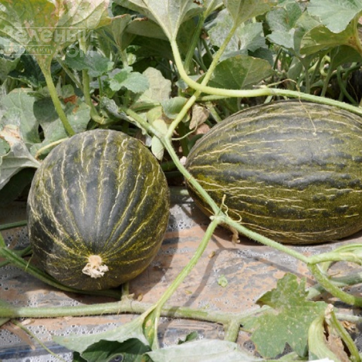 Бравура F1 / Вravura F1,75-80 днів фото 3