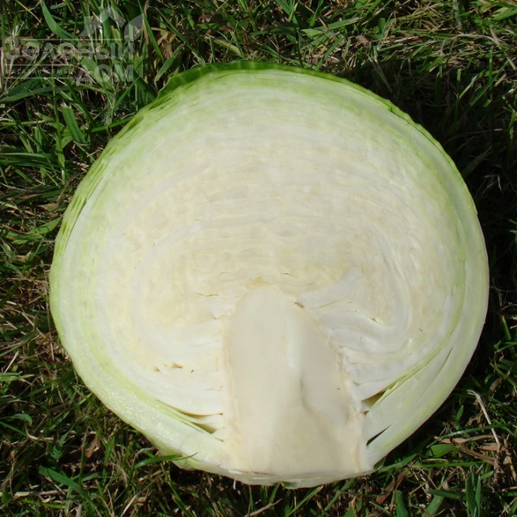 Каунт F1 / Count F1,140 дней фото 3