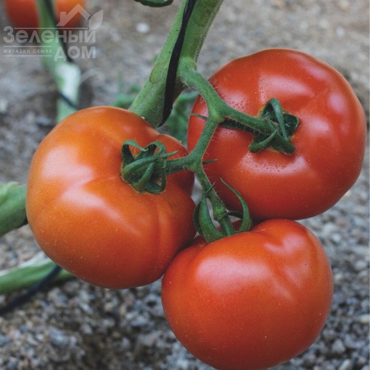 Беллє F1 / Belle F1,65 днів фото 1