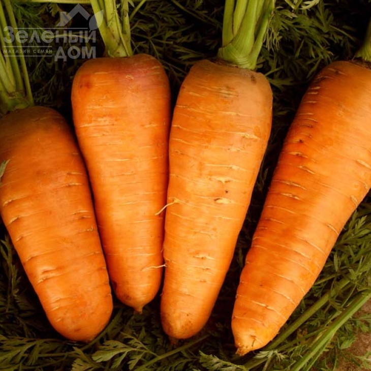 Шамаре / Chamare,110-120 днів фото 1