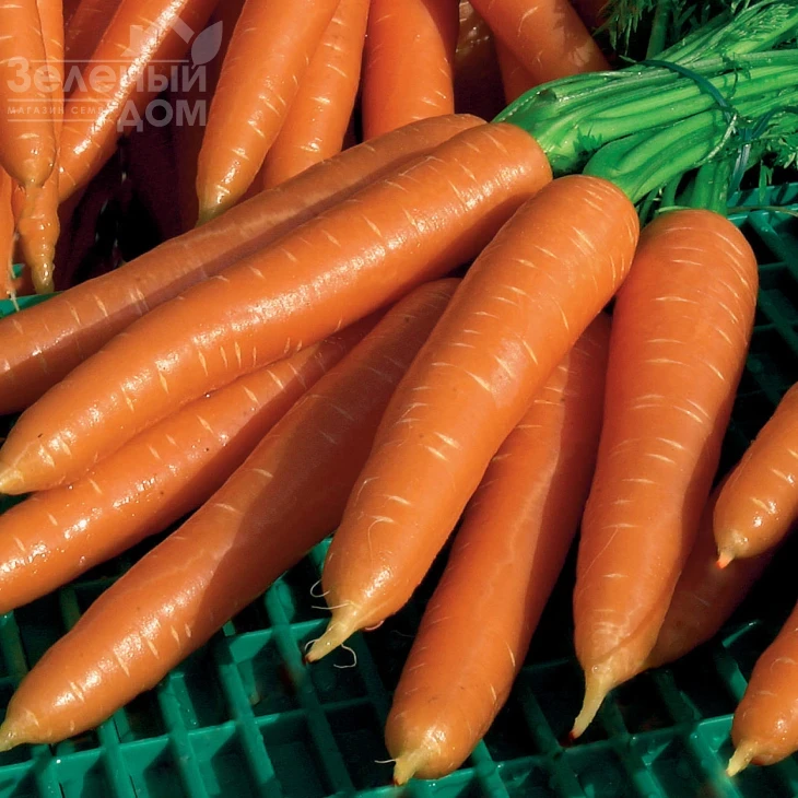 Волкано F1 / Volcano F1,130-145 дней фото 1