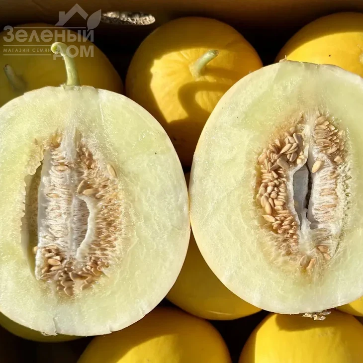 Сан Канария F1 / San Kanariya F1, 55-60 дней фото 3